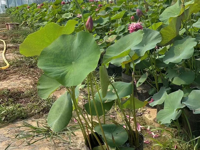 盆栽荷花 